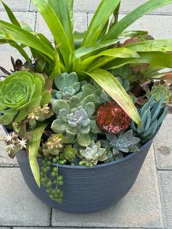 Assorted Succulent Plants
