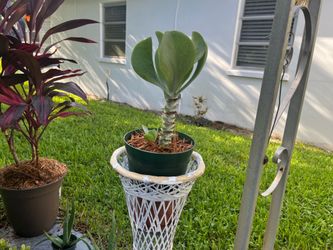 Succulent