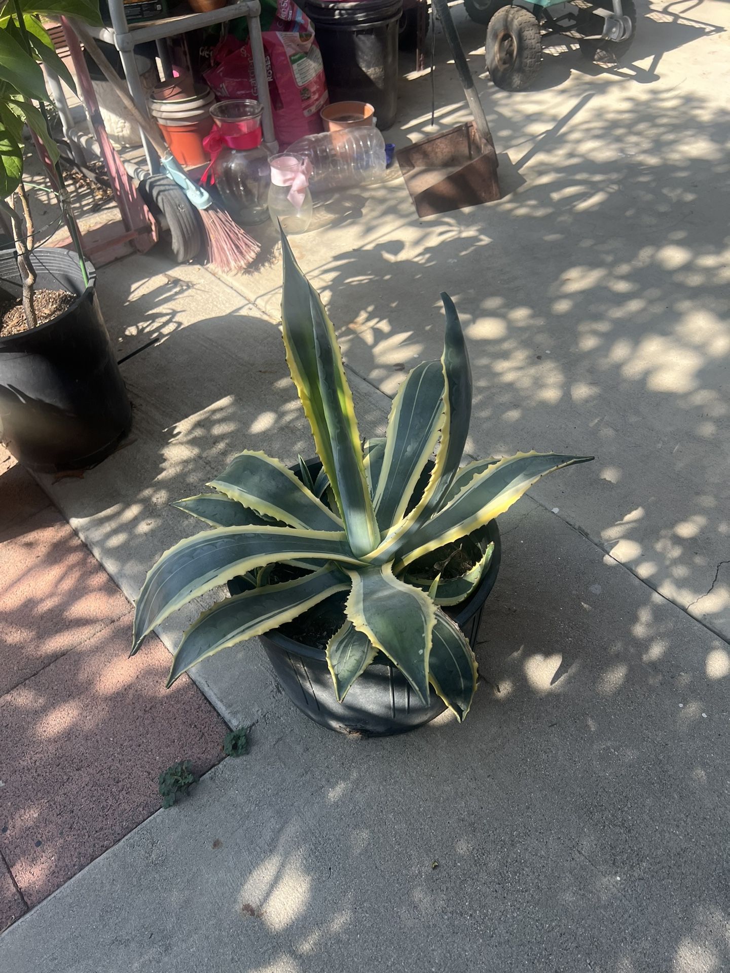 POTTED AGAVE