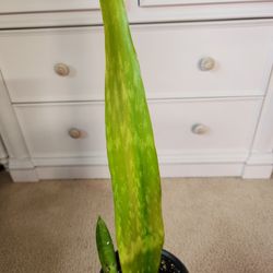 Whale Tail Snake Plant Houseplant