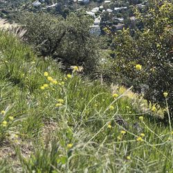 Selling 🍫’s message for more info 100% Rx