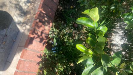 🌿 Fresh Herb & Tree Leaf Picking – Teas, Home Remedies & Drying | Pick Your Own
