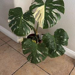 Monstera Thai Constellation 