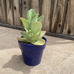 Mother Of Thousands Plant 