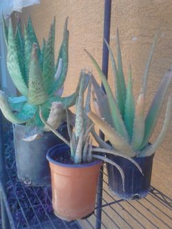Sabila, aloe vera potted plants many sizes