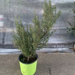 Rosemary Plant Big 