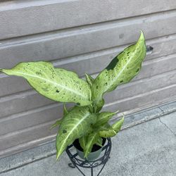 6” Dieffenbachia Camouflage