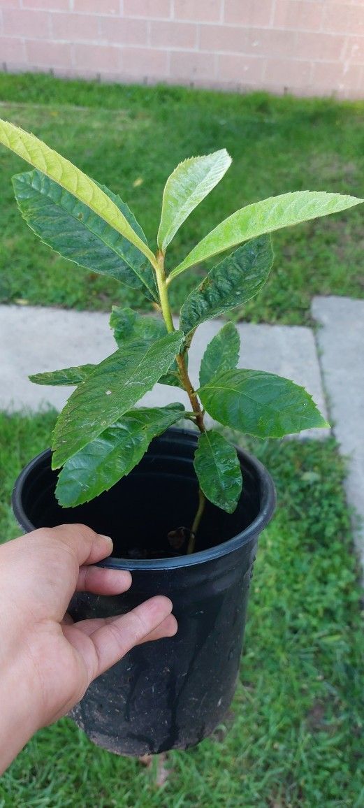 Loquat ,misperos