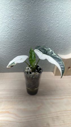 Alocasia simpo albo