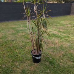Marginata Indoor Plants 5 Feet Tall 