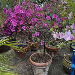 Azalea Tree Potted