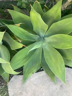 Plants Agaves drought tolerant