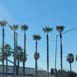 ~Palms 🌴 ~ Trees 🌳
