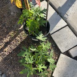 Papaya Tree’s 