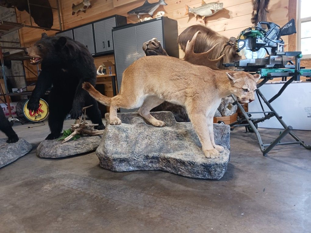 Nice TAXIDERMY Mounts