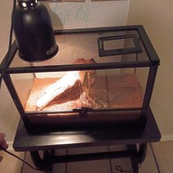 Snake Cage And Table 