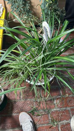 Plants For Sale.