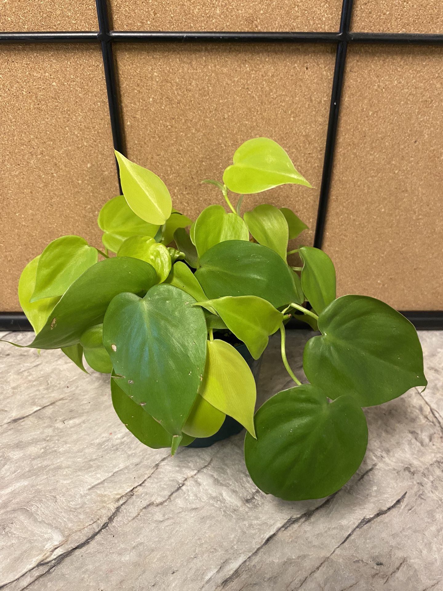 Small Lemon Lime Philodendron