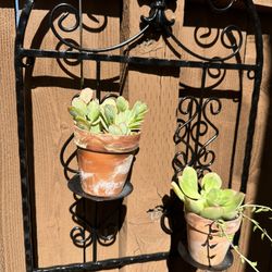 Metal Wall Display Hanger Holds 2 Plants 