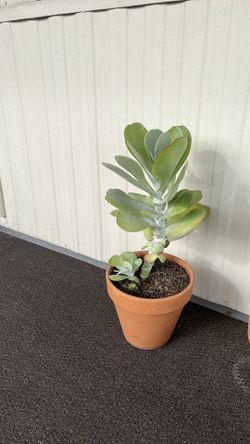 Paddle plant