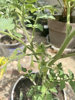Organic Cherry Tomato Plants