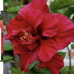 Red Hibiscus 🌺 Double Flawer In One Gallon $20 Each Price Firm 