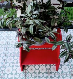 "Wandering Dude plant 3 gallon + red wooden step stool plant stand