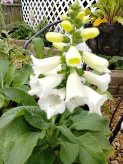 Foxglove Live Plant (2 for $5)