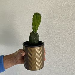 Small Cactus Plant 