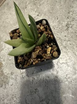 Alworthia Variegata Plant (small W/beautiful Variegation)