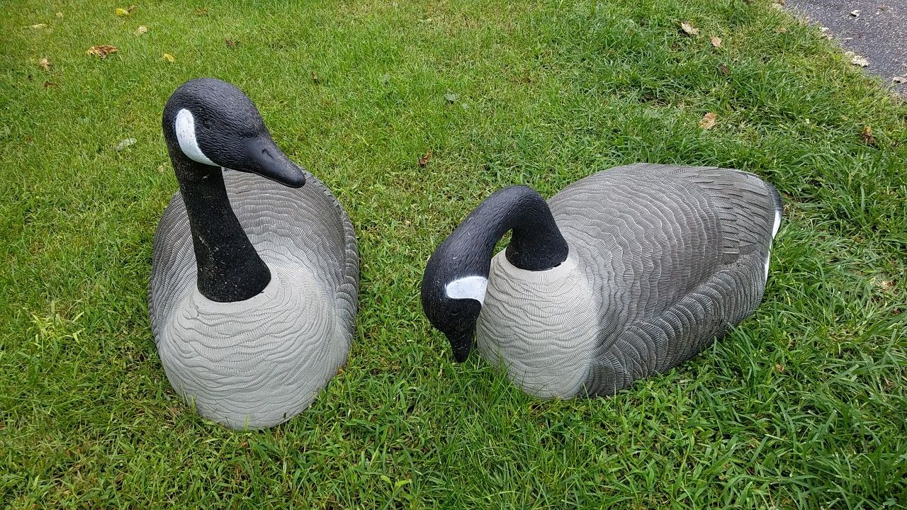 DECOYS/GIANT CANADIAN GOOSE