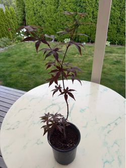 Bloodgood Japanese Maple ‘Acer Palmatum’ (Outdoor Plant)