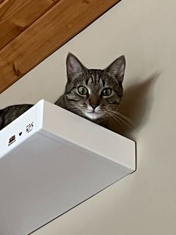 Floating Wall Shelves (Cat Walk)