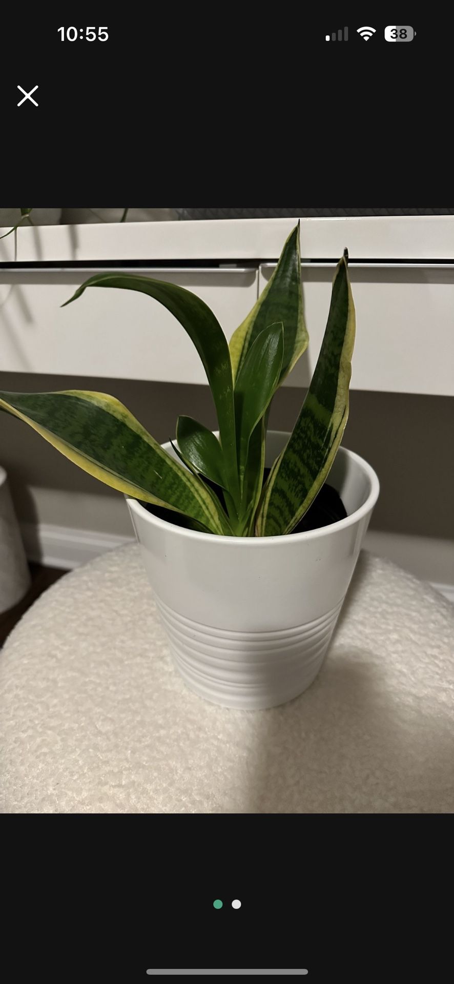 Snake Plant w/plant pot