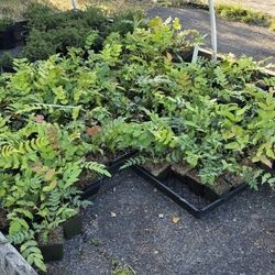 Plants For Sale  (Mahonia)