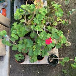 10 Established Geraniums