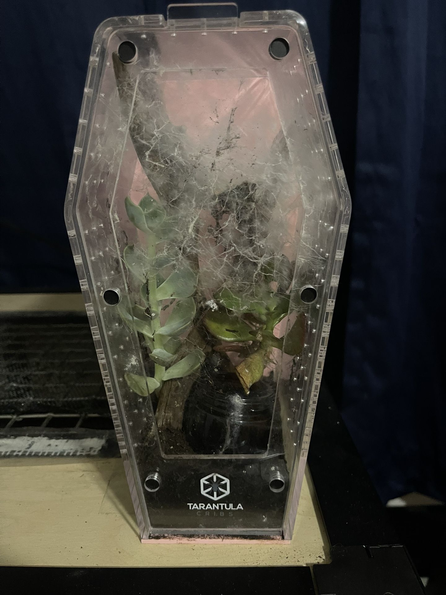 Tarantula Cribs