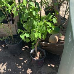 White Hibiscus Plant