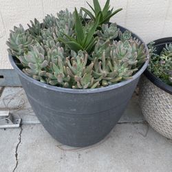 Large Arrangement Of Succulents In Pot 