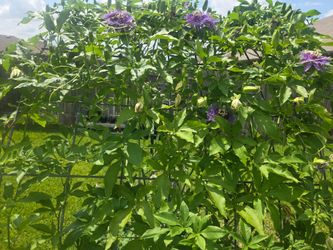 Passion Flower Vine