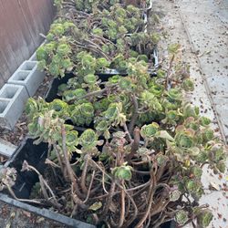 Aeonium Cuts