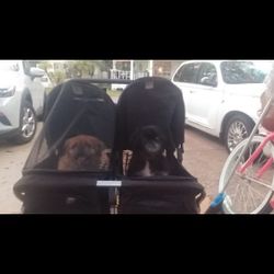 Double Dog  Stroller Great Condition 