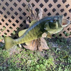 Taxidermy Large Mouth Bass