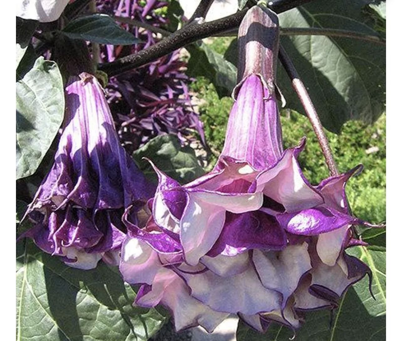 Purple Ángel Trumpet