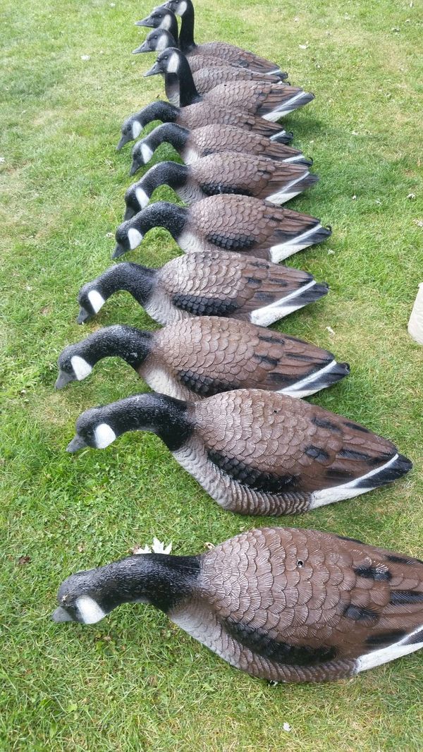 Goose Decoys For Sale >> Canadian Magnum Goose Decoys For Sale In Bull Valley Il Offerup Goose Decoys For Sale >> Canadian Magnum Goose Decoys For Sale In Bull Valley Il Offerup