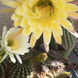 Beautiful Yellow Cactus.