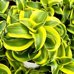 🌿BEAUTIFUL Tornado Dracaena 4” NURSERY Pot $15 EACH♥️PLS READ DESCRIPTION 