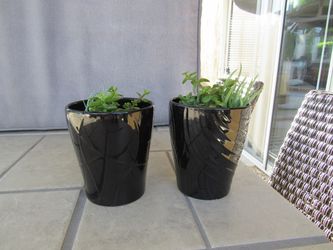 Set Of Glossy Black Pattern Garden Pots With Succulents