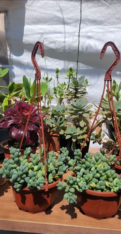 Suculentas Y Cactus 🌵 💕
