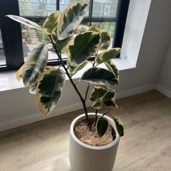 Amazing Large Ficus Tineke Indoor Tree